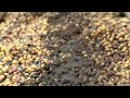 Seed Armr - what is it?