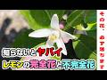 【5月上旬】㉛レモンの完全花・不完全花の違い⑨せとか、花の様子