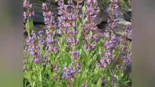 Salvia officinalis L. Familia: Lamiaceae🍃