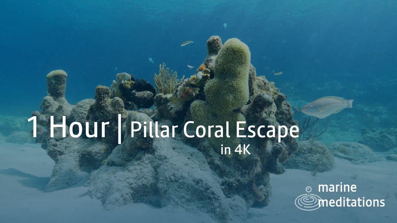 Tranquil Waters | Escape From All The Stress | Dive Into Soothing Turquoise Ocean World