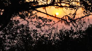 Sunset on the Redwood Coast | Northern California | Real-Time 4K | Ocean Waves & Birdsong