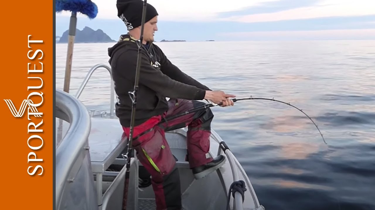 The Best Place in Norway For Halibut Fishing Å, Lofoten Islands, Norway