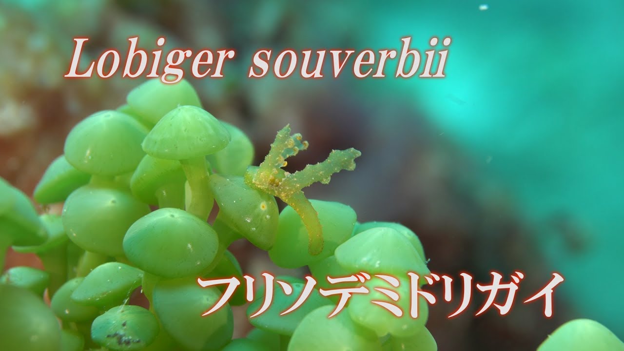 フリソデミドリガイ　Lobiger souverbii