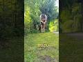 1/3 Little jump🐾 #jump #cat #asy #aychiss #therianthropy #therian #quadrobics #quadro #kvadrobika