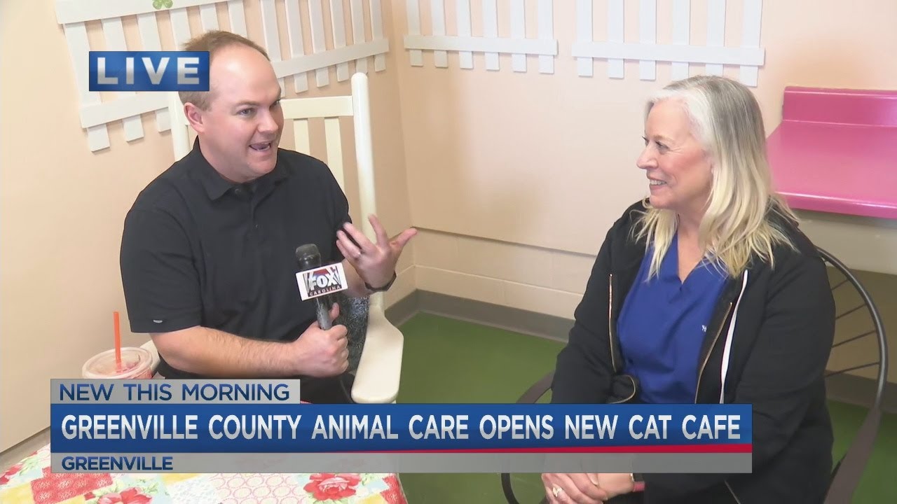  Cat  Cafe  opens at Greenville  County Animal Care YouTube