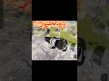Cars vs Giant Lava Pit –BeamNG.drive 014 #crash #beamng #shorts #beamngdrive #car #usa #viral #india