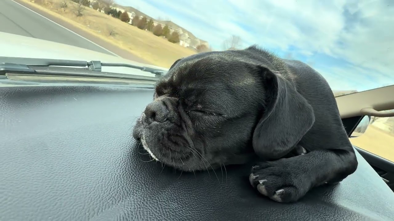 Your Daily Dog Therapy 🐾 Harley & Humphrey at Play