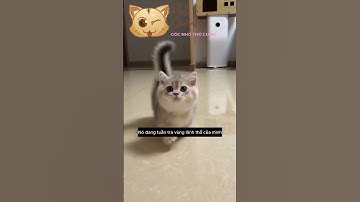 Bí mật về chiếc đuôi của mèo - Pet Corner