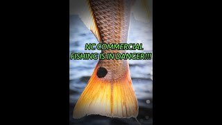 COMMERCIAL FISHING ON THE OUTER BANKS (A DYING INDUSTRY!!!)