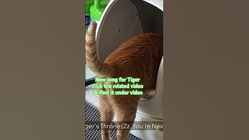 Thumbnail of New Song for Tiger learn to use litter box #thatorangecattiger