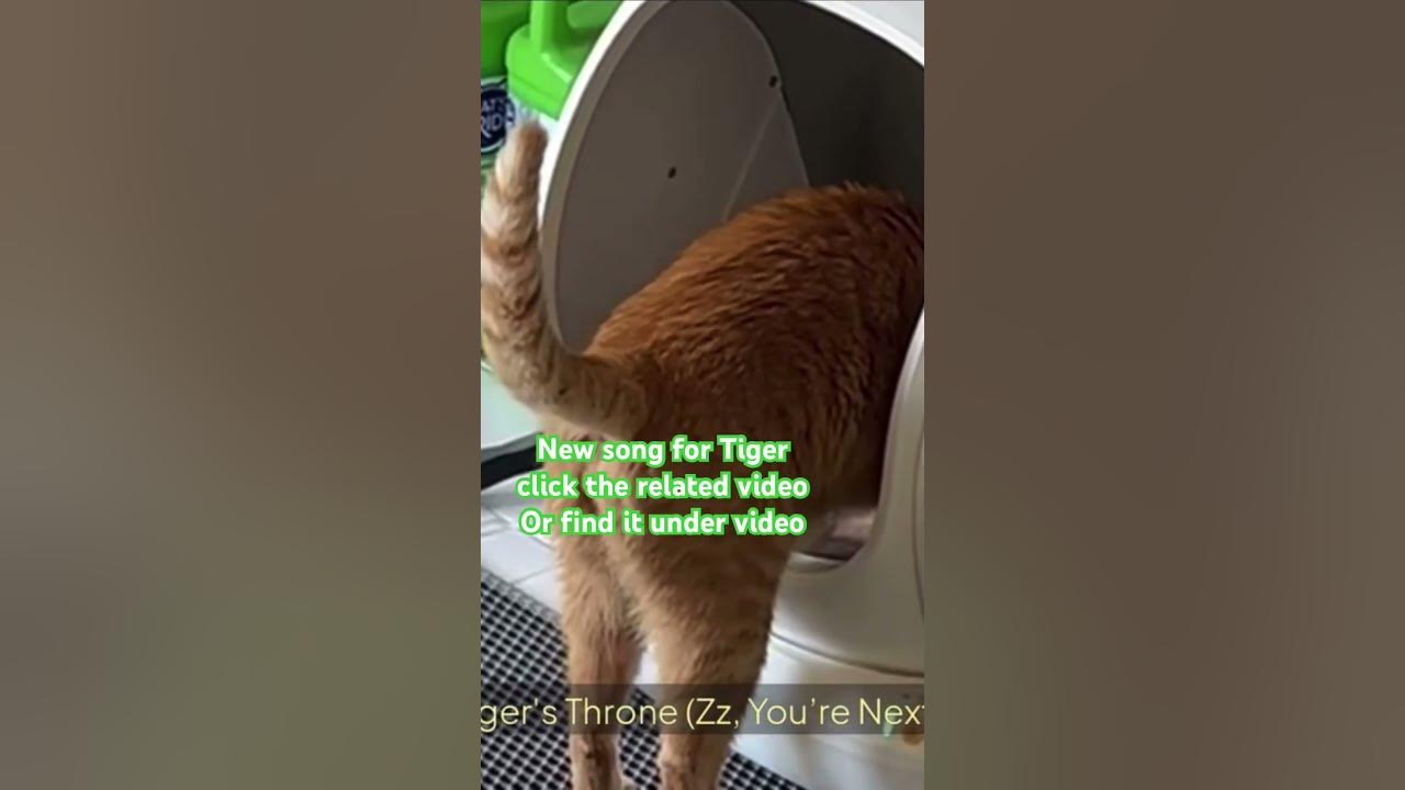 New Song for Tiger learn to use litter box #thatorangecattiger New Song for Tiger learn to use litter box #thatorangecattiger