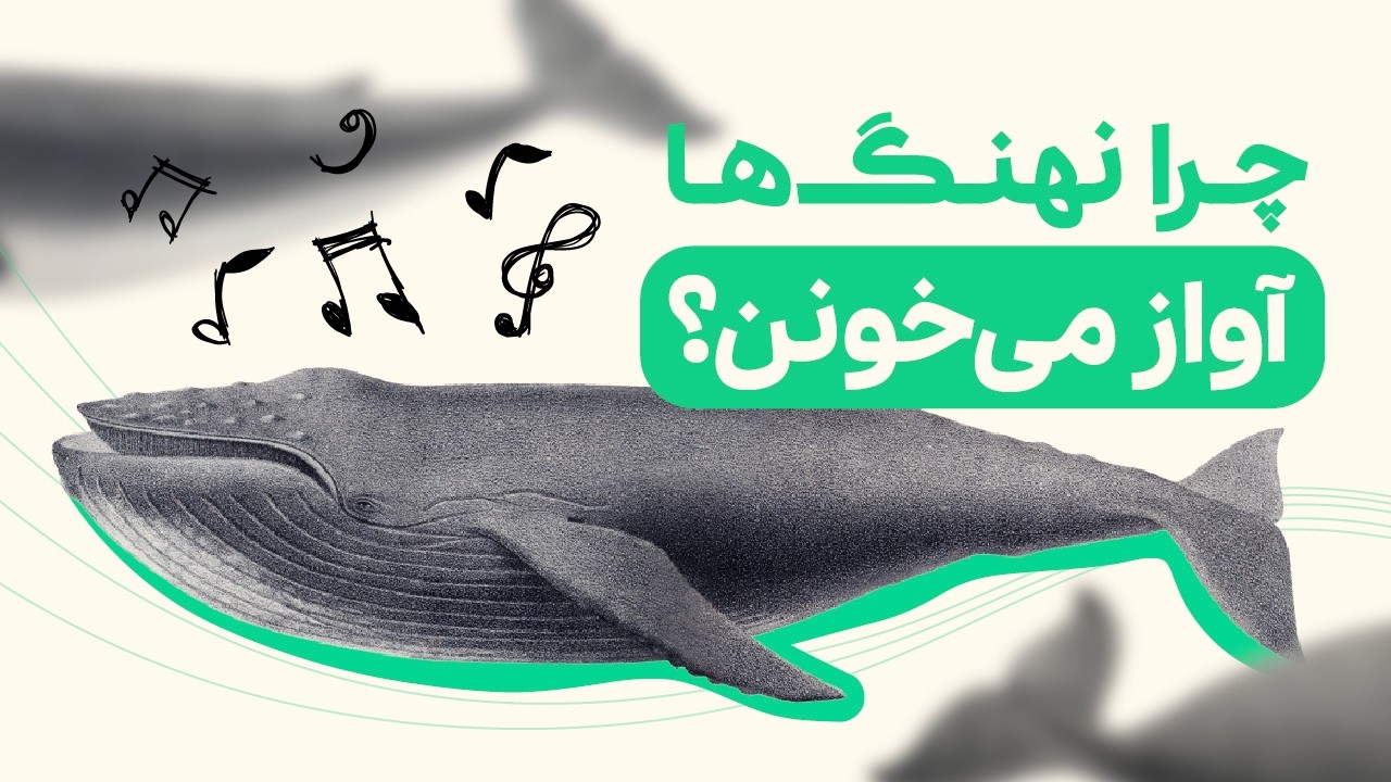 پیچیده‌ترین سیستم ارتباطی در دنیای حیوانات؟