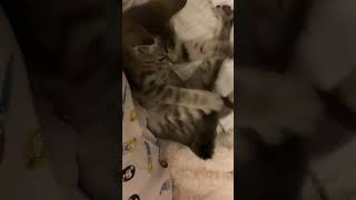 Kitten Drops Toy and Then Confusedly Searches for It in Paws - 1100430