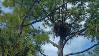 A pair of bald eagles in Port Orange
