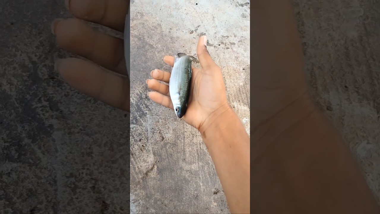 The EASIEST way to catch mulletfish!