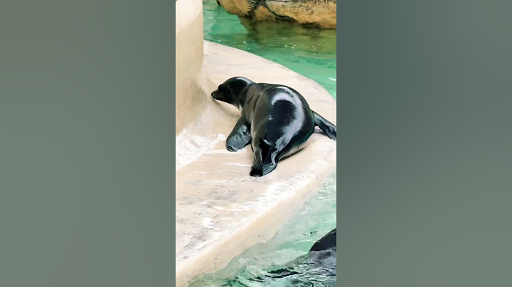 Hermosas focas en parque acuático @seaworldsandiego #acuario #parqueacuático#musica