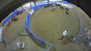 Big Sky Ranch Sorting Saddle Series #4 - #5 SORT - Round #1 - Ride #24