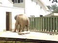 暑すぎるのでお部屋に帰りたいマックさん。2018.7.15