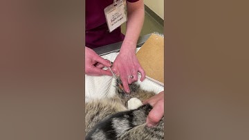 Skill 12 Video of Intravenous Injection on Cat pt2