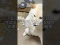 どっちだゲーム6年のプロとしての意地を見せつける柴犬 #shorts #柴犬 #犬 #dog