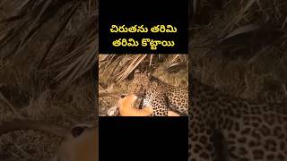 చిరుతను తరిమి తరిమి కొట్టాయి|amazing baboons save deer from leopard #wildanimal #janardhan_facts