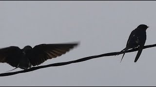 勅使池の野鳥ーツバメのさえずり/ Swallow Chirping near Chokushi Pond