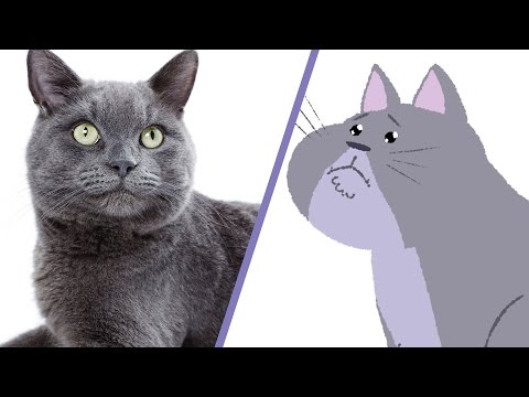 What Cats Really Think Of You