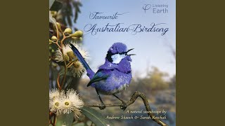Download Lagu Ancient Rainforests of Gondwana: Superb Lyrebird Download Lagu Ancient Rainforests of Gondwana: Superb Lyrebird