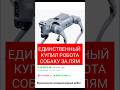 ОДИН КТО КУПИЛ РОБОТА СОБАКУ (ОТЗЫВЫ) #отзывы #коментарии #отзыв