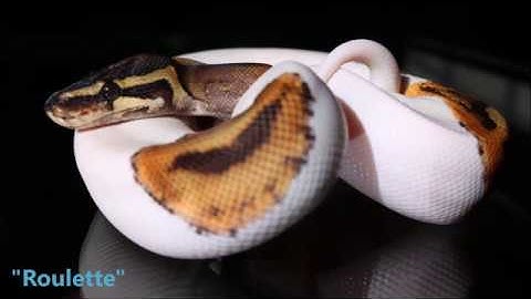 Regius Creations unboxing of a pied ball python!