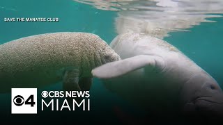 How to navigate South Florida waterways during manatee season