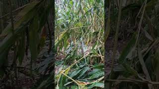 heavy rain destroyed cardamom Plantation ?