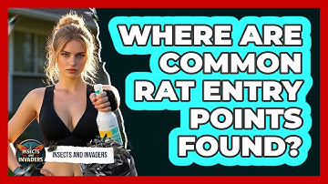 Where Are Common Rat Entry Points Found? - Insects and Invaders