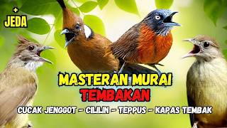 Download lagu Masteran Murai Tembakan Cucak Jenggot, Cililin, Teppus Kepala Abu-Abu, Kapas Tembak