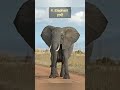 10 Wild Animals Name In Hindi And English 🦁🐘#shorts #wildanimals