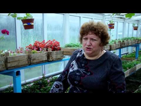 Бегония вечноцветущая: выращивание и уход в открытом грунте