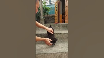 cái thép tuyền màu. không một sợi trắng #chococduoi #chohmong #luongthe #chomongcoc