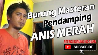 Masteran Pendamping yang Cocok untuk Anis Merah HM