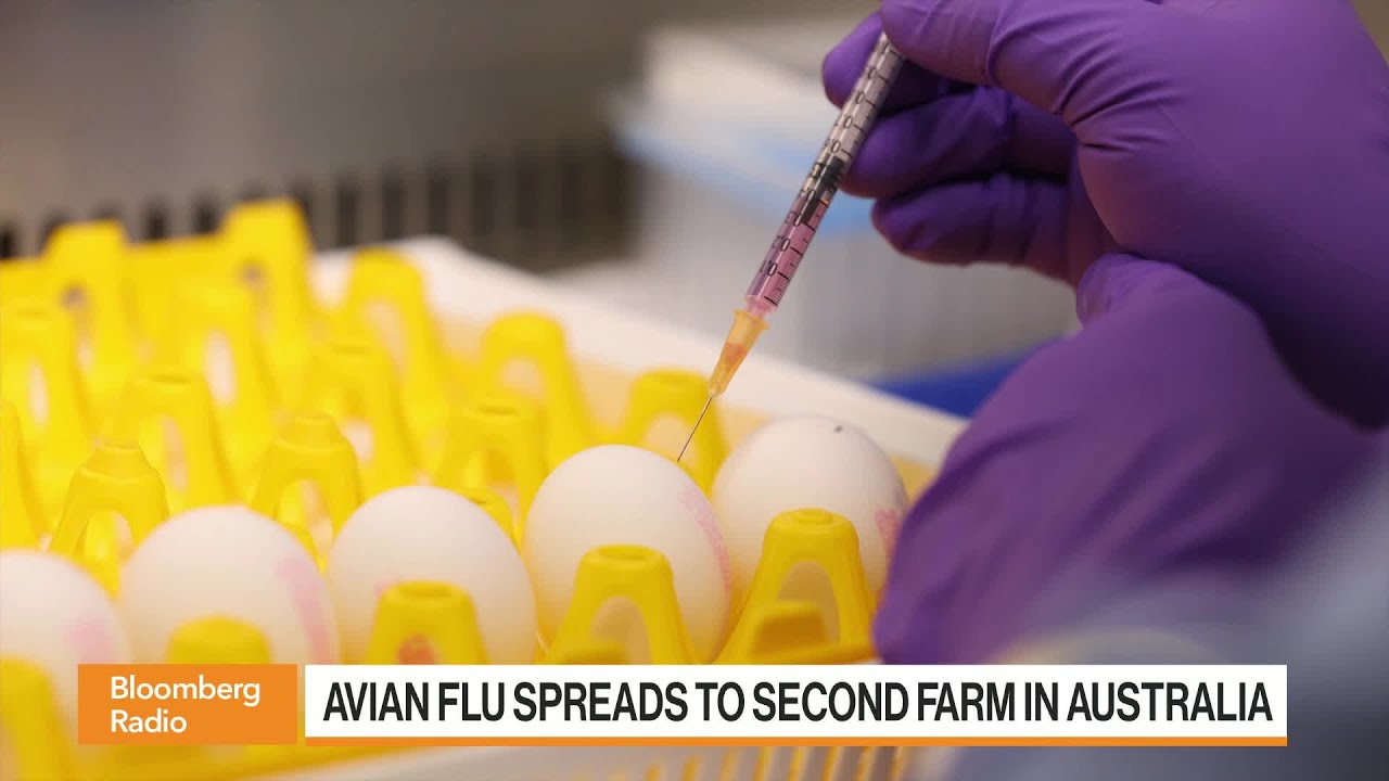 What The Bird Flu Can Tell Us About A Future Pandemic - YouTube