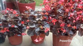 Begonia Care & how to save for next season