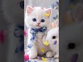 white Blue eye cat plays with white bunny