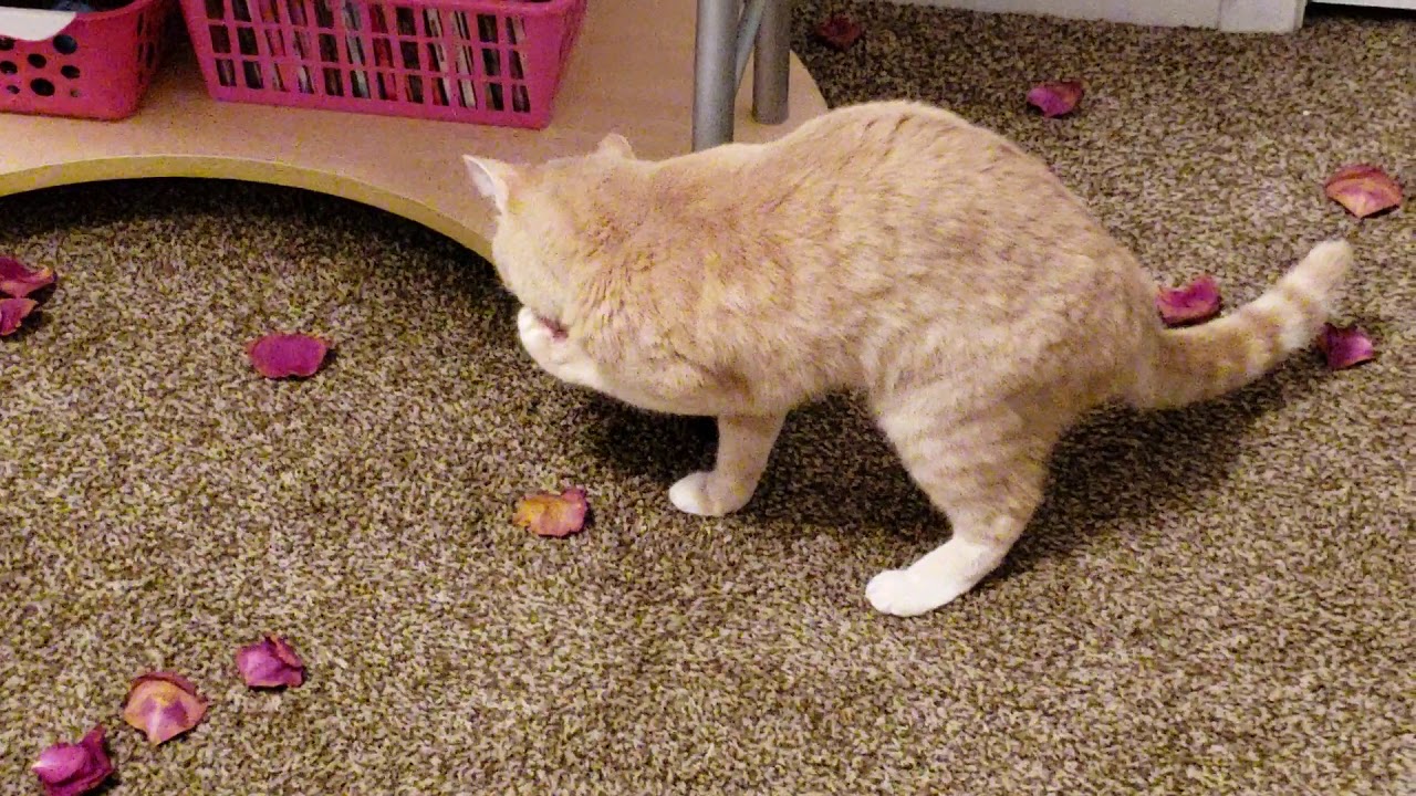 My cat playing with rose petals.🌹 YouTube