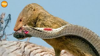 Mongoose ─ The Deadliest Predator in the African Bush | Mongoose vs Cobra