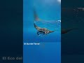 5 Criaturas enormes que habitan en el mar #datospertubadores #datoscuriosos #sabiasque