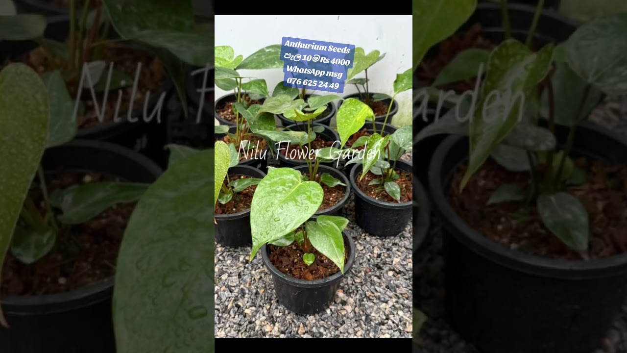 Anthurium Seeds ❤