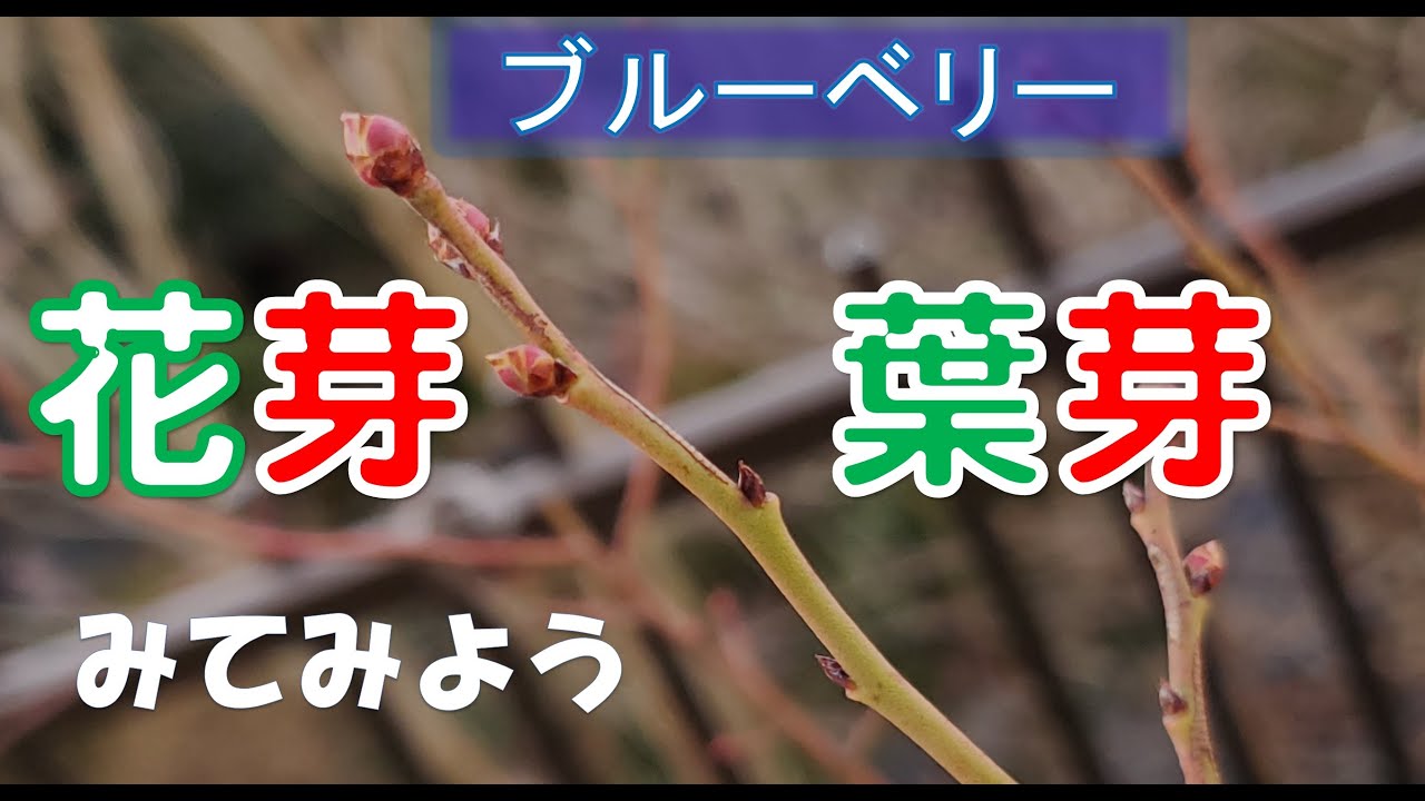 ブルーベリー栽培 花芽と葉芽を見てみよう 違いは Youtube