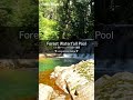 Clear River Sounds｜A Waterfall Pool Shining in Sunlight #Shorts #ASMR #Cleansing #Healing