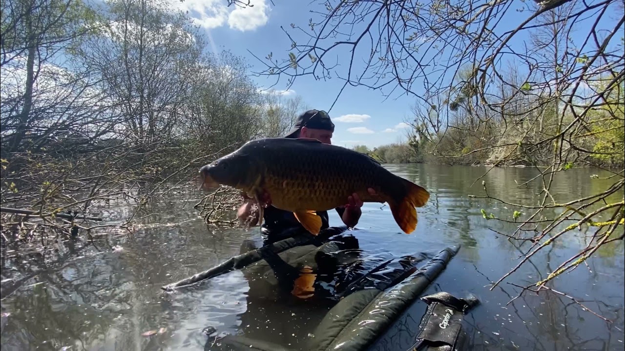 Carpe au coup en stalking