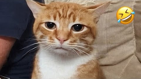 Cats Are NATURALLY Hilarious 🤣 Funny Cat Videos 2025