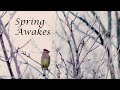 Spring Awakes